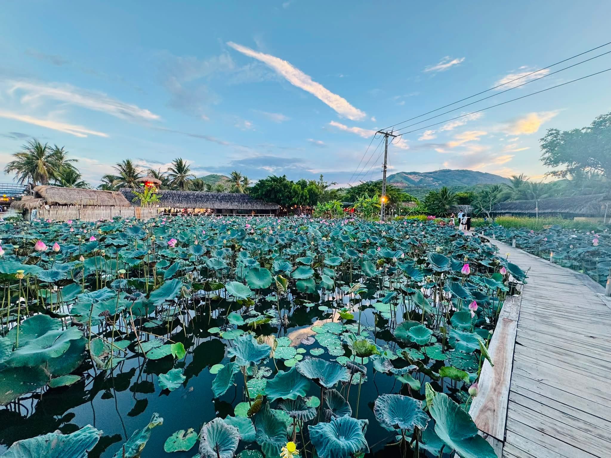 The Lotus — A Flower of Compassion